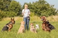 Hundetrainerausbildung online